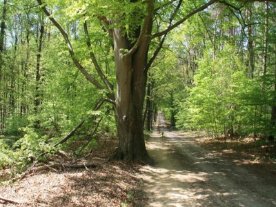 Holiday park Chalet in Netherlands with Private Garden - Environment photo 19