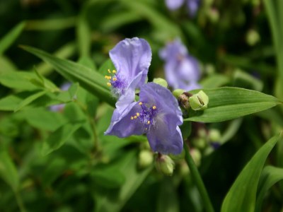 Holiday park Chalet in Netherlands with Private Garden - Outdoor photo 32