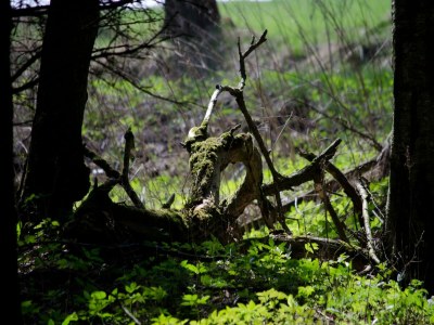 Holiday house Doppelhaushälfte in Hasselfelde - Environment photo 19