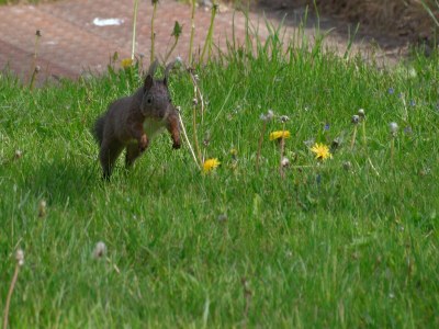 Holiday house Doppelhaushälfte in Hasselfelde - Environment photo 12