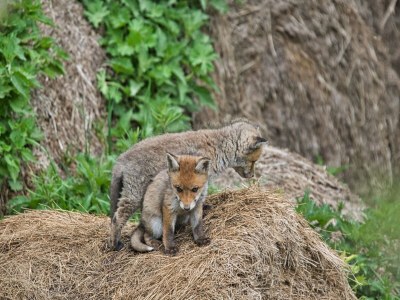 Holiday house Doppelhaushälfte in Hasselfelde - Environment photo 13