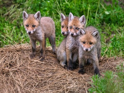 Holiday house Doppelhaushälfte in Hasselfelde - Environment photo 14