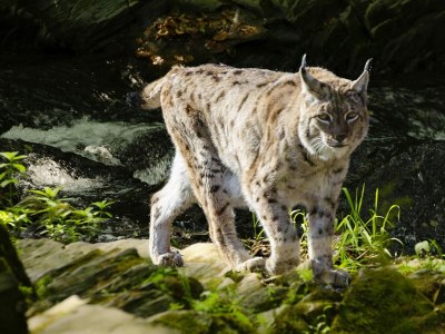 Holiday house Blockhaus, Hasselfelde - Environment photo 13