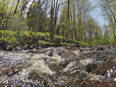 Holiday house Blockhaus, Hasselfelde - Environment photo 17