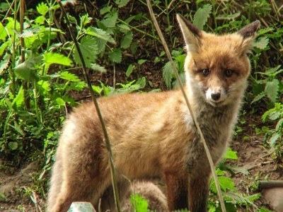 Holiday house Blockhaus, Hasselfelde - Environment photo 18