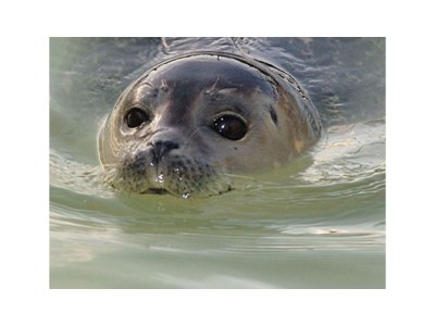 Holiday house New Zealand - Environment photo 31