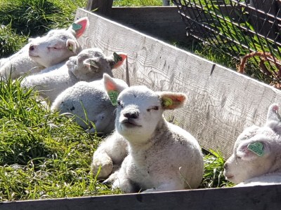 Holiday house New Zealand - Environment photo 32