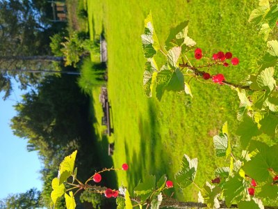 Apartment Allergikergerechte komfortable Ferienwohnung - Outdoor photo 24