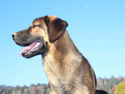 Apartment Appartement Serges mit Pool und Sauna in Freyung - Outdoor photo 40