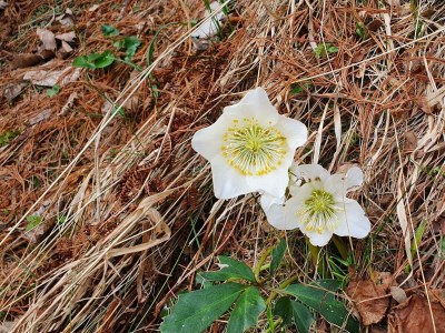 Apartment Appartement/Fewo, Dusche, WC, 3 Schlafzimmer - Features photo 31