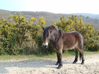 Holiday house Aufenthalt mit Meerblick in Fermanville - Environment photo 35