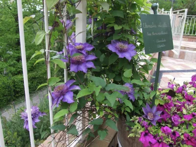 Holiday house Hillside Pool & Spa Retreat - Outdoor photo 7