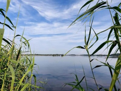 Chalet Chalet in Friesland nahe Naturgebieten - Environment photo 32