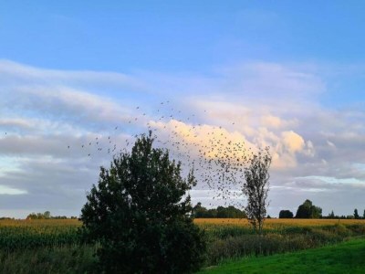Chalet Chalet in Friesland nahe Alde Feanen Park - Environment photo 28