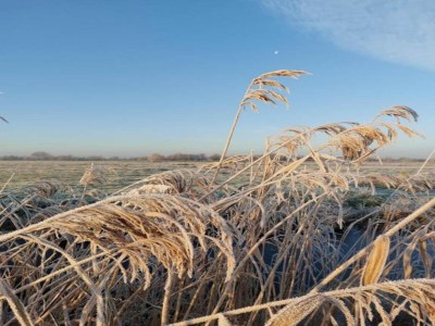 Chalet Chalet in Friesland nahe Alde Feanen - Environment photo 28