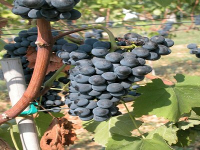 Farmhouse Raffinée Bauernhaus mit Blick auf den Pool - Outdoor photo 35
