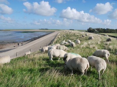 Bungalow Leeuwerik - Bosrandweg 411 - Environment photo 14