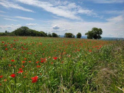 Holiday park Tranquil Escape with Pool - Environment photo 36