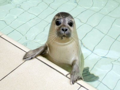 Holiday house Villa auf Texel nahe Strand und Wald - Environment photo 18