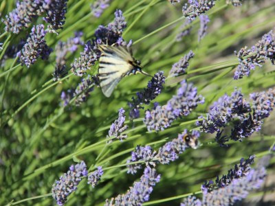Holiday house Holiday Home in Toulon with Pool & Beach Nearby - Outdoor photo 11