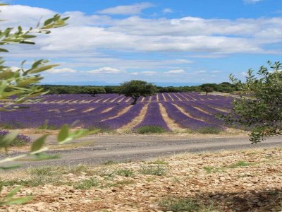 Holiday park Cozy Stay in Ardèche - Environment photo 22