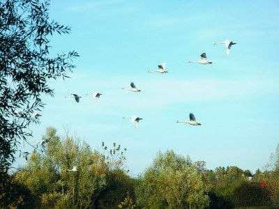 Holiday house Holiday Home Lasinja near Zagreb & Nature Park - Environment photo 33