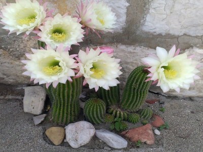 Apartment Courtyard Stay in Town - Outdoor photo 40