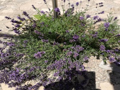 Holiday house Holiday Home in Drniš with Pool & Etnoland - Outdoor photo 40