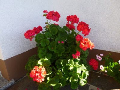 Apartment Ferienwohnung, Furtwangen - Outdoor photo 38