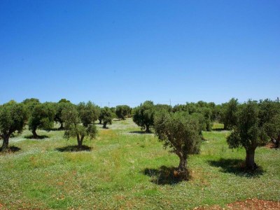 Holiday park Country House in Apulia near Alberobello - Environment photo 19