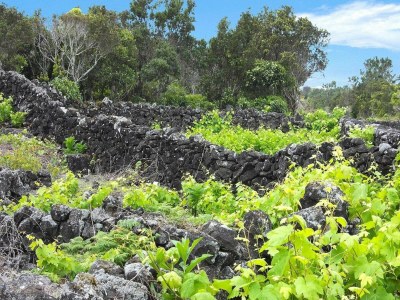 Holiday park Country House in Apulia near Alberobello - Environment photo 20