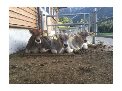 Holiday apartment Birke im Hoefle - Outdoor photo 8