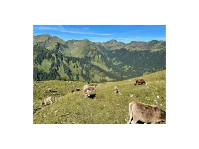 Holiday apartment Birke im Hoefle - Outdoor photo 10