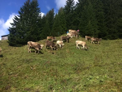 Holiday apartment Birke im Hoefle - Environment photo 23