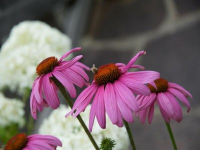 Apartment Chalet in Reith near Kitzbühel Ski Slopes - Outdoor photo 30