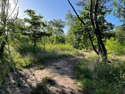 Holiday park Spacious Villa in Hoenderloo - Environment photo 16