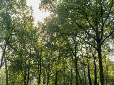 Holiday park Spacious Villa in Hoenderloo - Environment photo 17