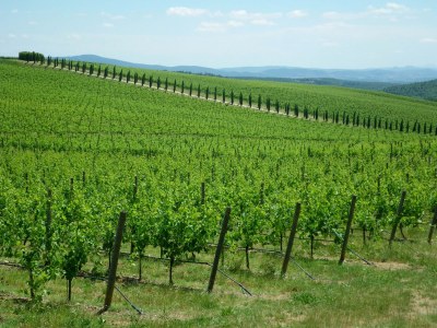 Holiday apartment Frantoio sotto - Environment photo 22