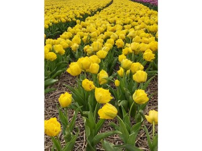 Holiday apartment DuneSand - Environment photo 29