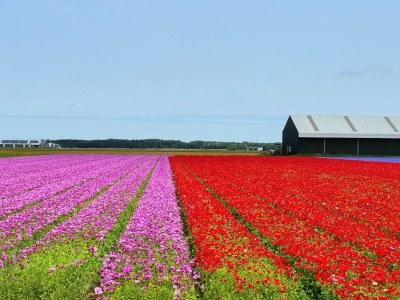 Holiday apartment DuneSand - Environment photo 30