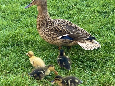 Holiday house The Dream I - Environment photo 20