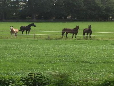 Holiday park Ruhiger Resort-Aufenthalt mit Sauna - Environment photo 21