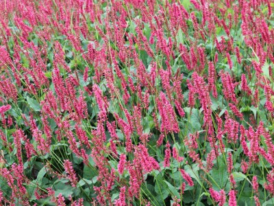 Holiday park Charming Retreat for Your Escape - Outdoor photo 37