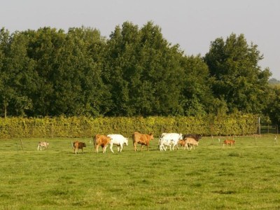 Holiday park Bemelen Holiday Home for 6 - Environment photo 26