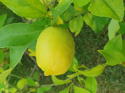 Holiday house Casa Limoni - Outdoor photo 4