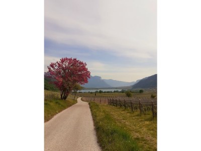 Holiday apartment La Vinea - Environment photo 30