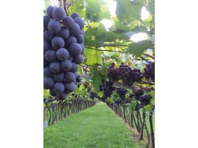 Holiday apartment La Vinea - Environment photo 35