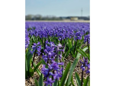 Holiday apartment Blue Wave - Environment photo 24