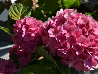 Apartment Landhaus Desiree - Outdoor photo 11