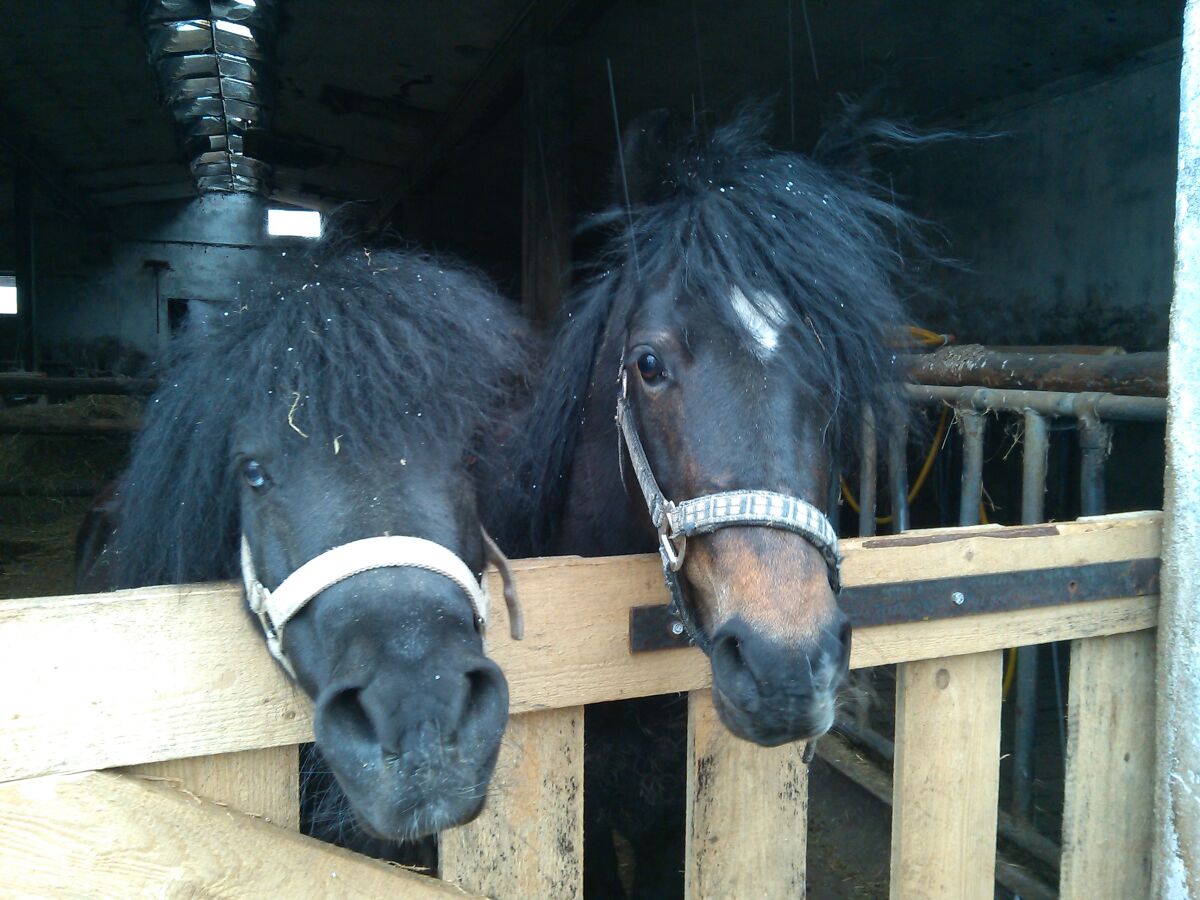 Holiday apartment On the Stark holiday farm. - Outdoor photo 3